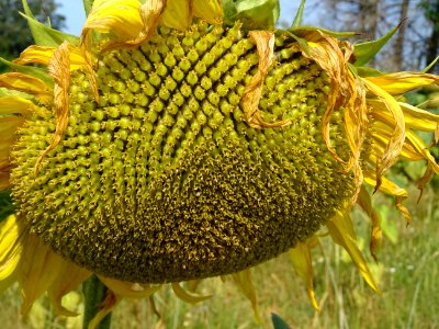 Tournesol 