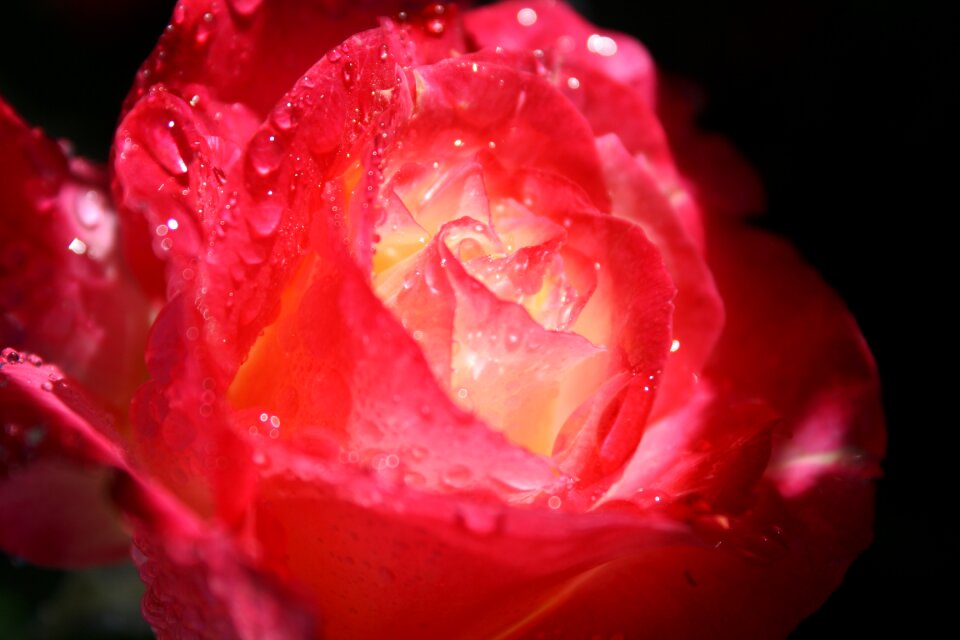 Flower petal dew