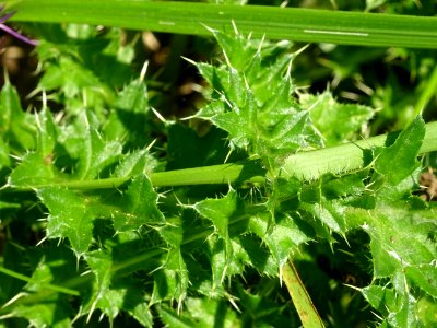 Cirse acaule, Cirsium acaulon, Astéracées 