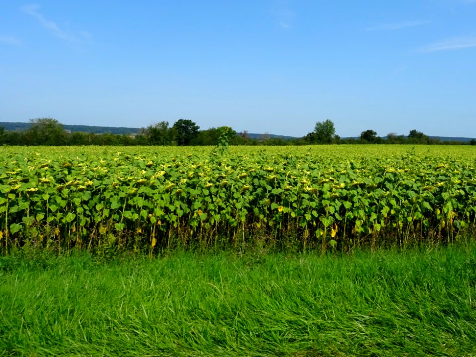 Champ de tournesols entre Laignes et Gigny, Côte-d'Or 