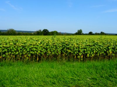 Champ de tournesols entre Laignes et Gigny, Côte-d'Or 