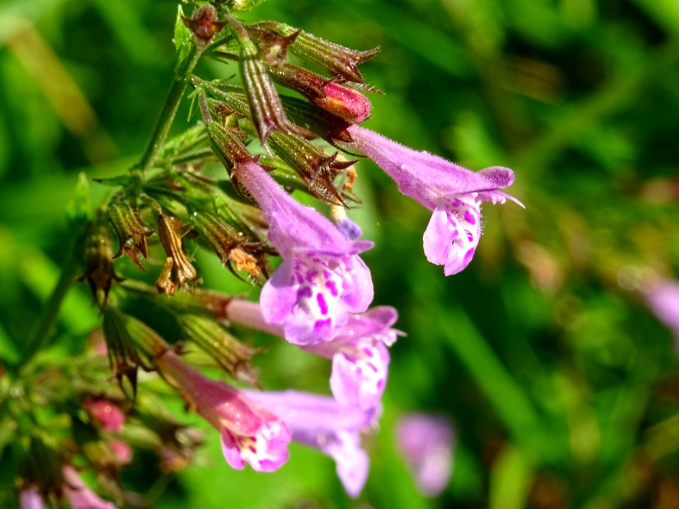 Calament à grandes fleurs, Clinopodium grandiflorum, Lamia… 
