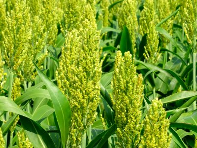 Sorgo ou Sorgho, Sorghum, Poacées 