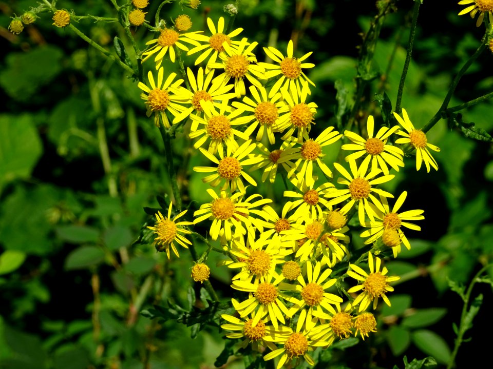 Séneçon à feuilles de roquette, Jacobaea erucifolia, Astér… 
