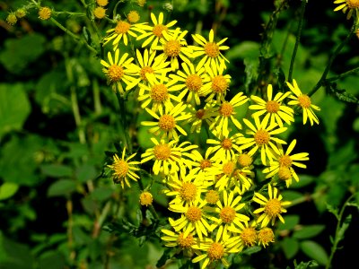 Séneçon à feuilles de roquette, Jacobaea erucifolia, Astér… 