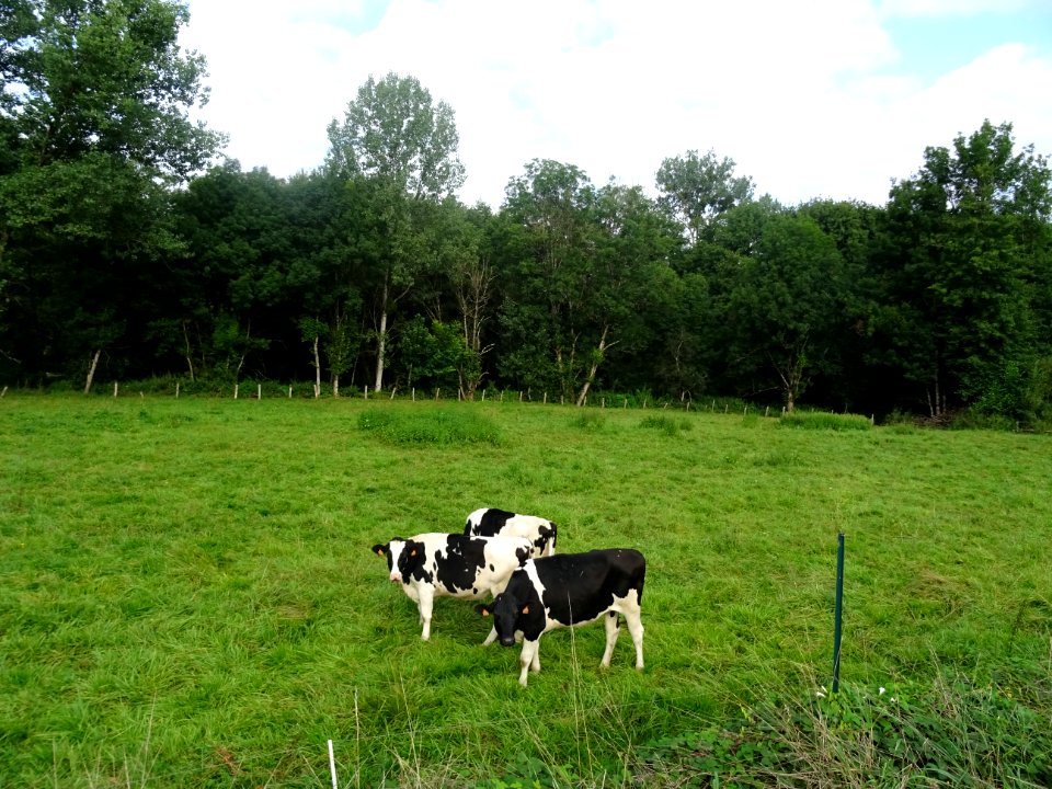 Vaches au pré, Saint-Moré, Yonne 