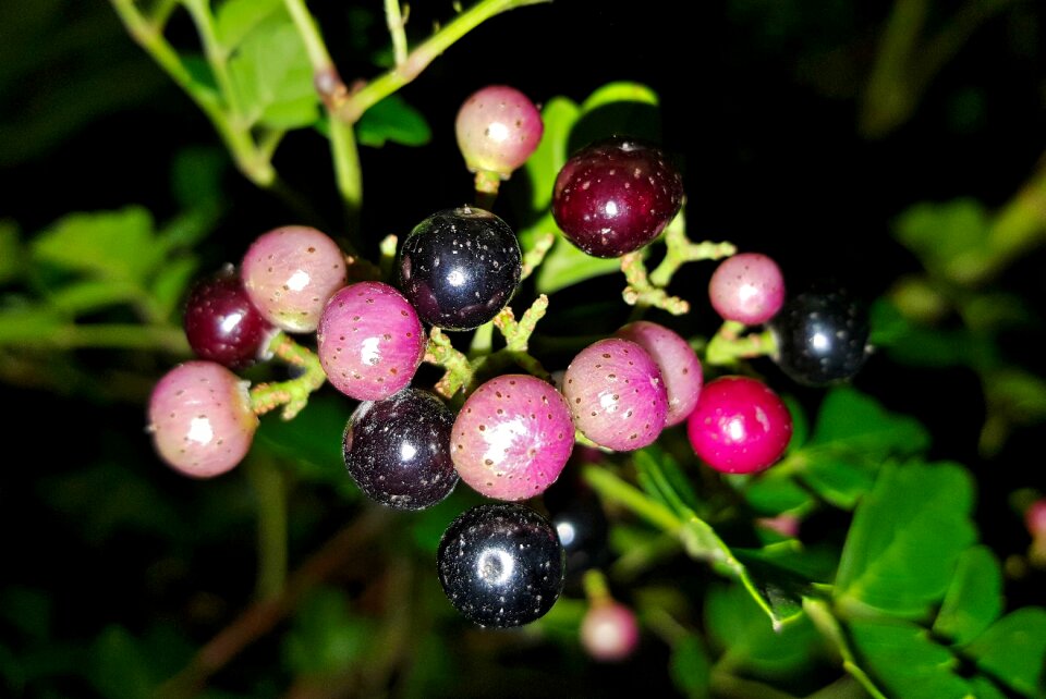 Berries fruit peppervine berries