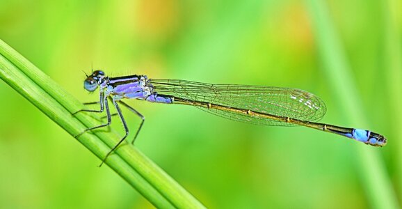 Animals dragonfly macro photo