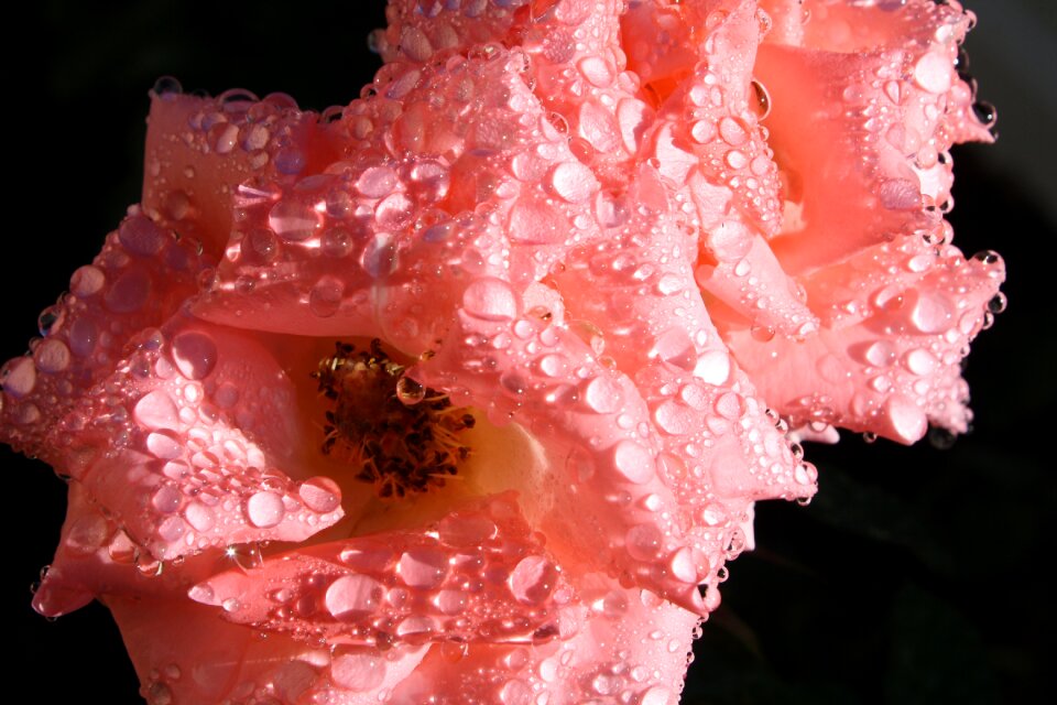 Love valentine petal