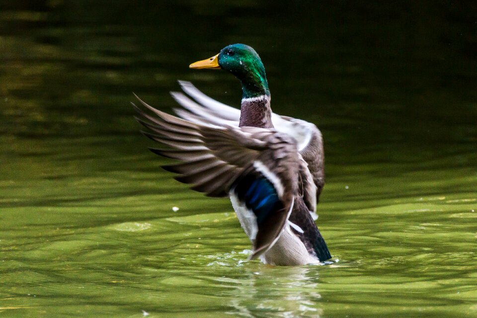 Aquatic duck animal