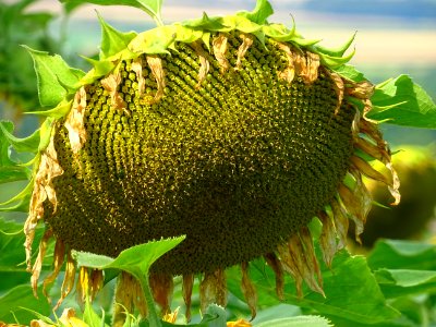 Tournesol 