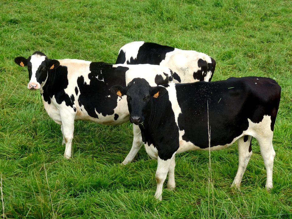 Vaches au pré, Saint-Moré, Yonne 