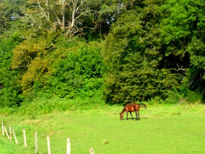 Cheval au pré 