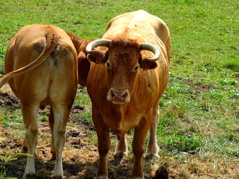 Vaches au pré, Noyers-sur-Serein, Yonne 