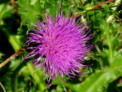Cirse acaule, Cirsium acaulon, Astéracées 