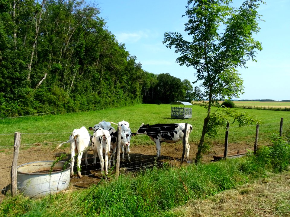 Velles au pré, entre Laignes et Gigny, Côte-d'Or 