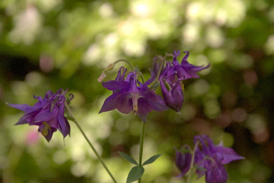 Forest orchid flower purple