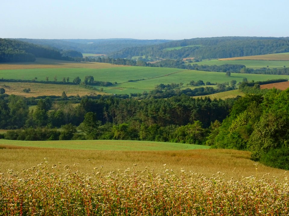 Paysage entre Germaines et Colmier-le-Haut, Haute-Marne 