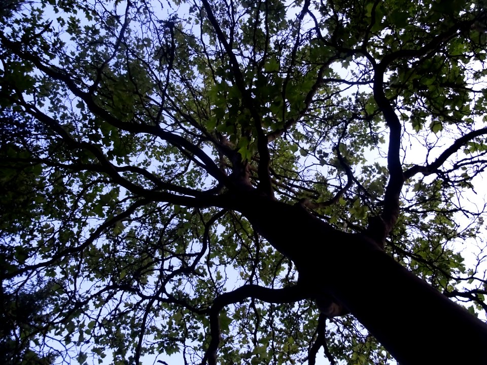 L'arbre sous lequel j'ai dormi à la belle étoile ... campi… 