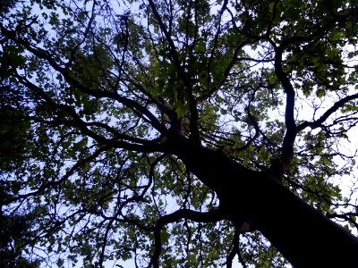 L'arbre sous lequel j'ai dormi à la belle étoile ... campi… 