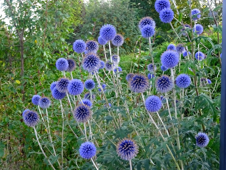 Boule azurée, Echinops bannaticus, Astéracées 