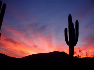 Desert cactus sky photo