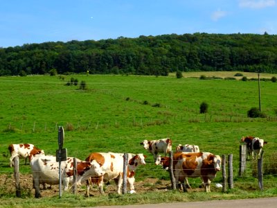 Vaches au pré, entre Thenissey et Salmaise, Côte-d'Or 