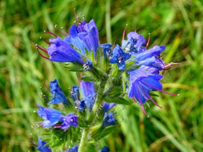 Vipérine commune, Echium vulgare, Boraginacées 
