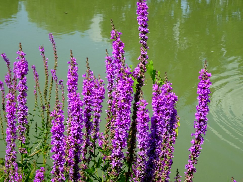 Salicaire, Lythrum salicaria, Lythracées 