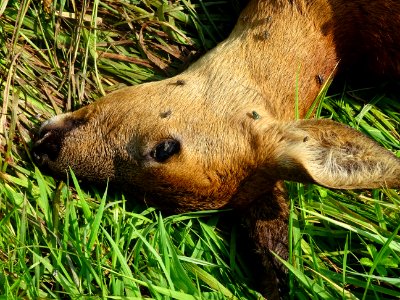Sur le bord de la route, dans l'herbe gît une biche percut… 