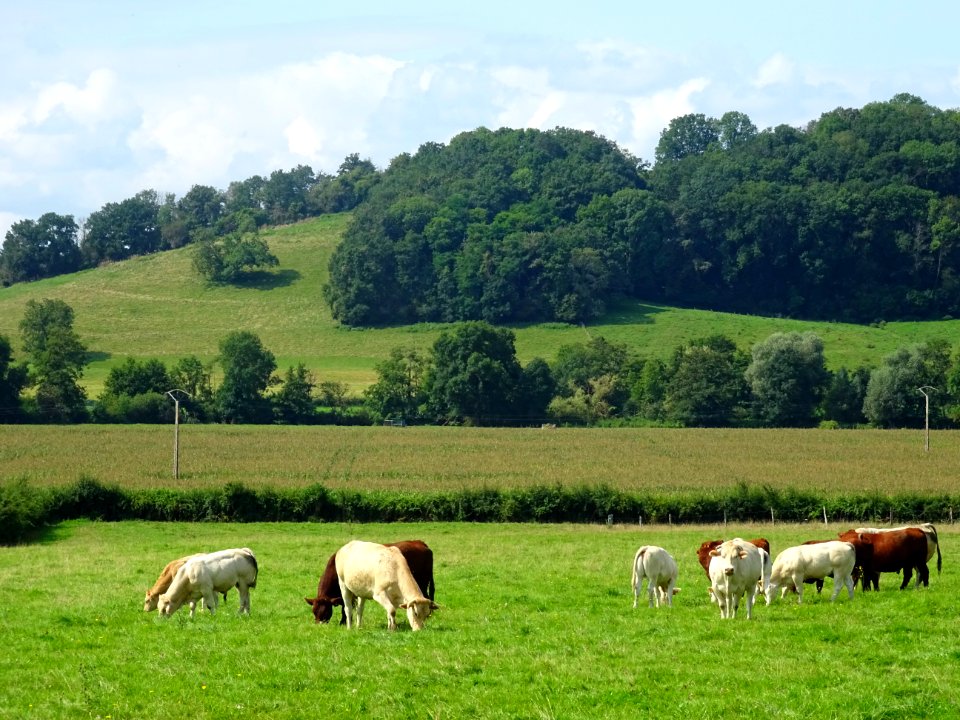Vaches au pré, Perrigny, Yonne 
