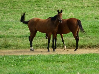 Chevaux au pré entre Lucy-le-Bois et Vassy, Yonne 
