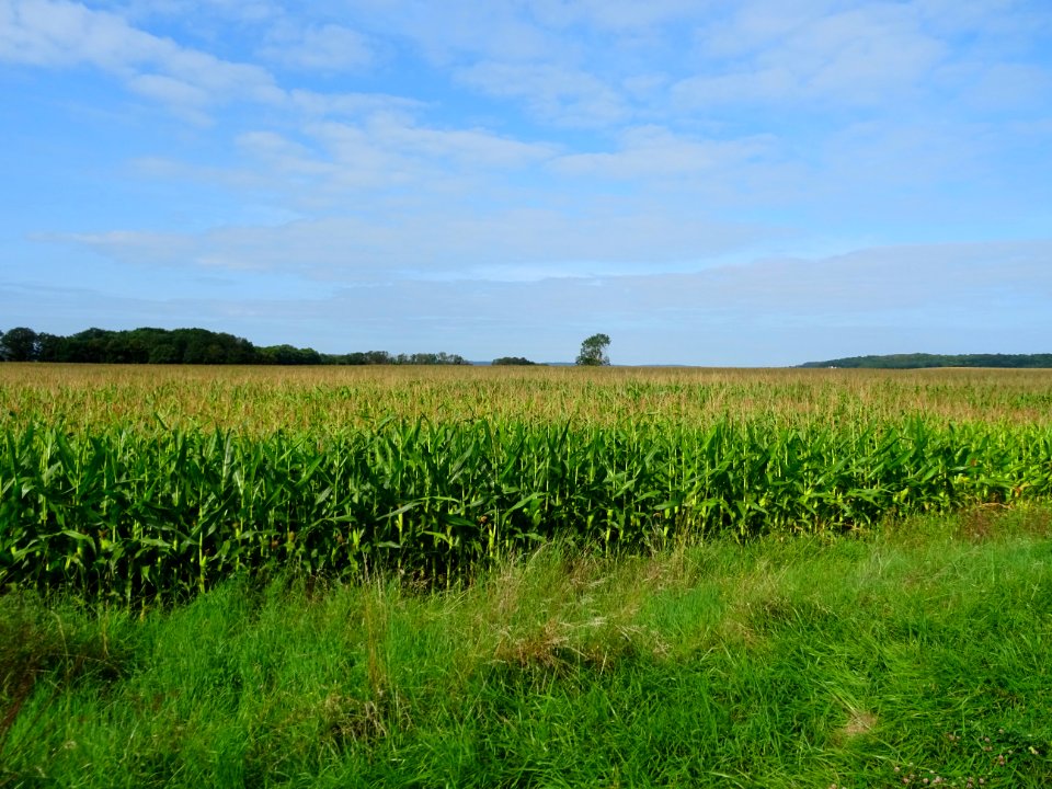 Champ de maïs entre Vassy et Sauvigny-le-Bois, Yonne 