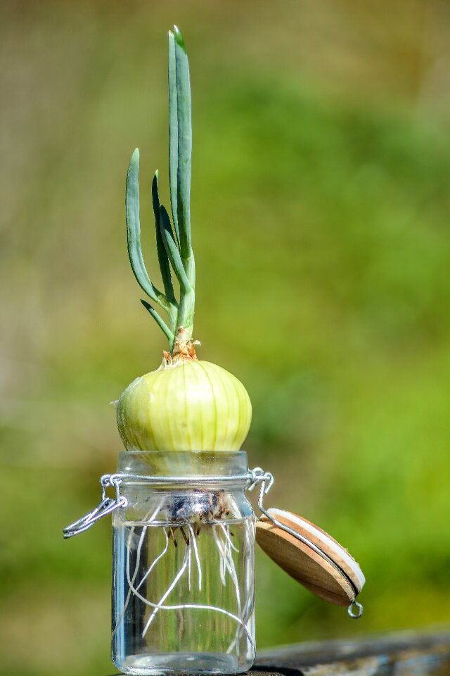Green food vegetable