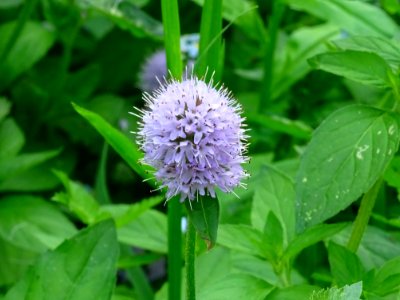 Menthe aquatique, Mentha aquatica, Lamiacées 