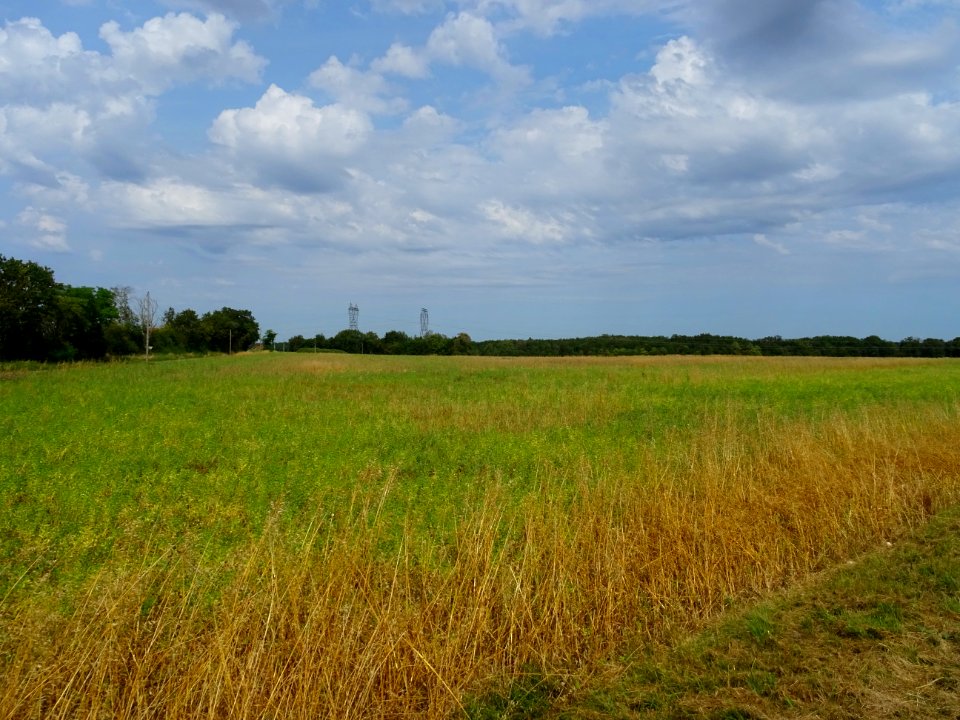Prairie entre Argenteuil-sur-Armançon et Moulins-en-Tonner… 