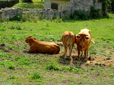 Vaches au pré, Noyers-sur-Serein, Yonne 