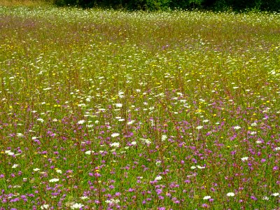 Prairie bien fleurie, entre Gigny et Stigny, Yonne 