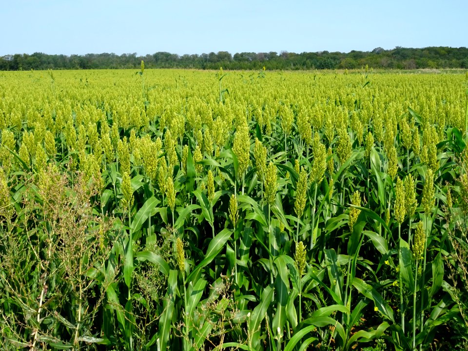 Champ de Sorgo ou Sorgho, Sorghum, Poacées 