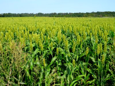 Champ de Sorgo ou Sorgho, Sorghum, Poacées 
