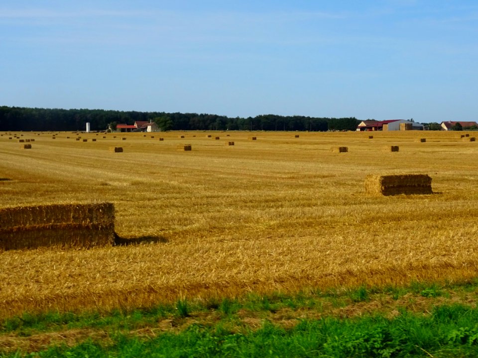 Bottes de foin, dans la plaine avant Châtillon-sur-Seine, … 