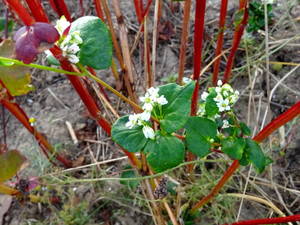 Sarrasin ou Blé noir, Fagopyrum esculentum, Polygonacées 