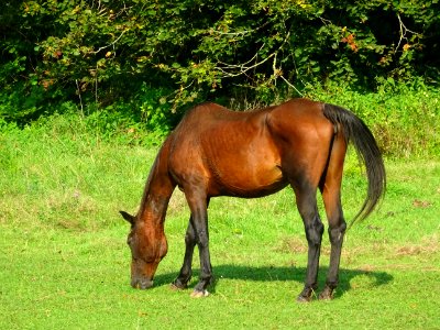 Cheval au pré 