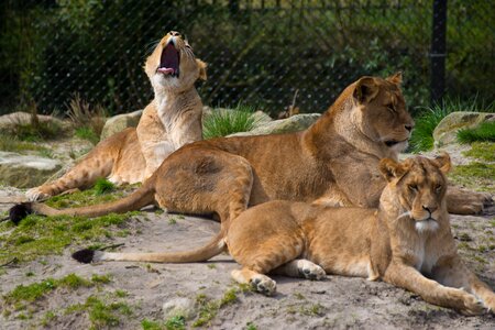 Dangerous lion females lioness photo