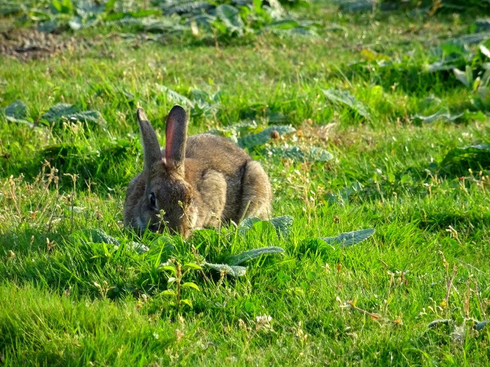 Un lapin sur le golf de Saint-Quentin-en-Yvelines 