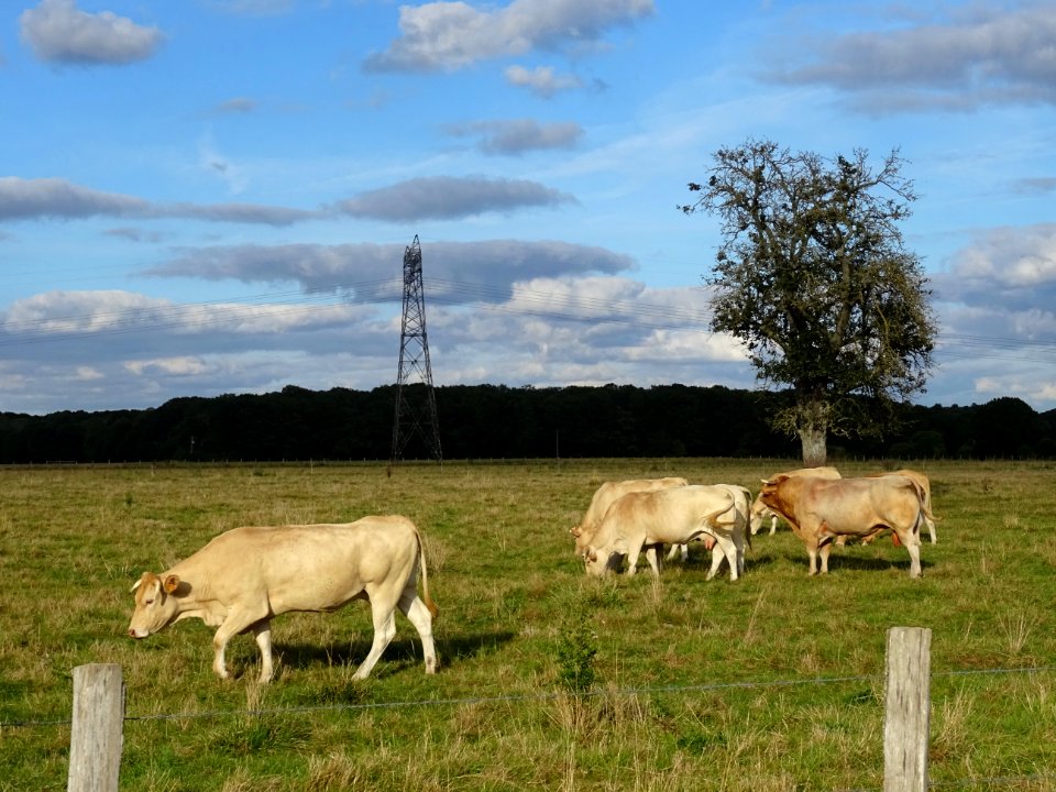 Un taureau et des vaches au pré 