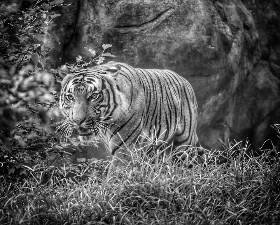 Feline wildlife nature