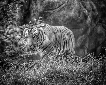 Feline wildlife nature