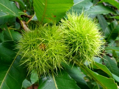 Bogues de châtaignier commun, Castanea sativa, Fagacées 