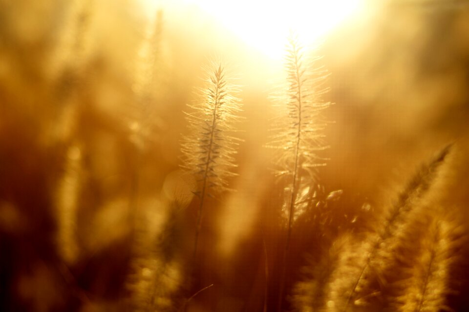 Autumn sunshine brown grass